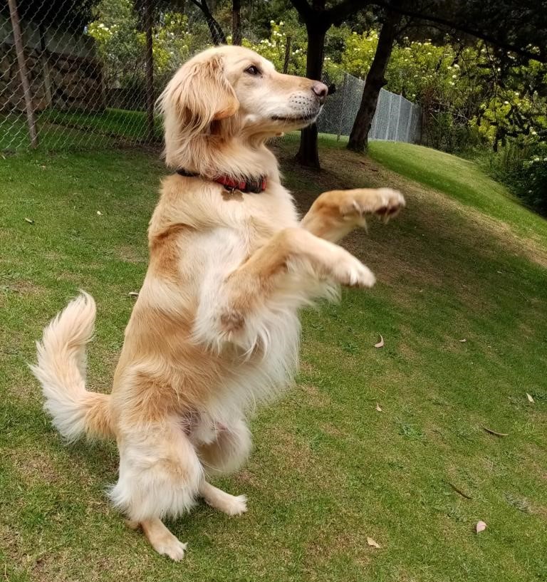 Adiestramiento Canino Bogotá